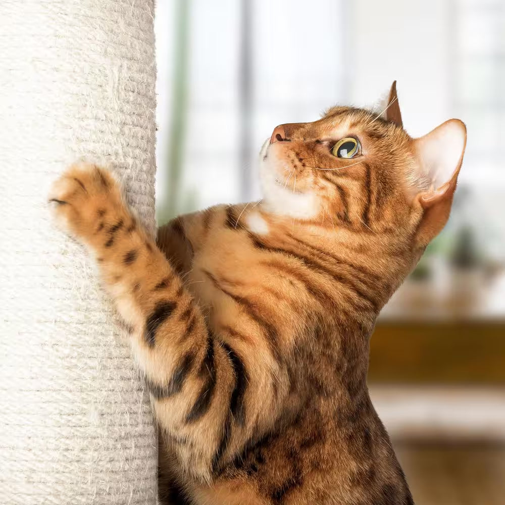 Cat Hammock and Scratching Post